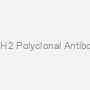 EZH2 Polyclonal Antibody
